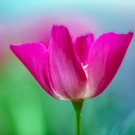 Eschscholzia californica Carmine King