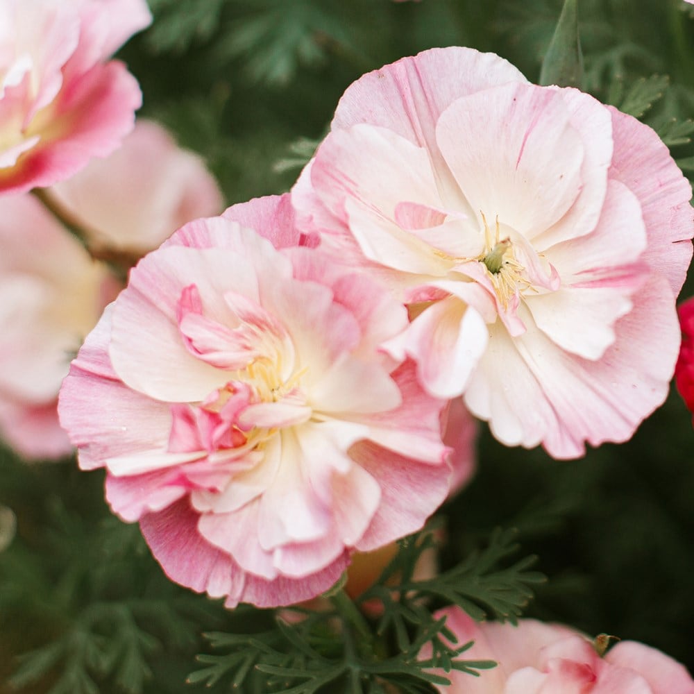 Product options image