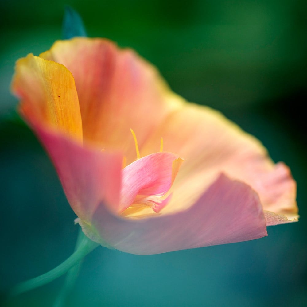 California poppy 'Apricot Chiffon'