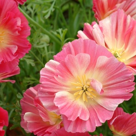 Eschscholzia californica Thai Silk Rose Chiffon