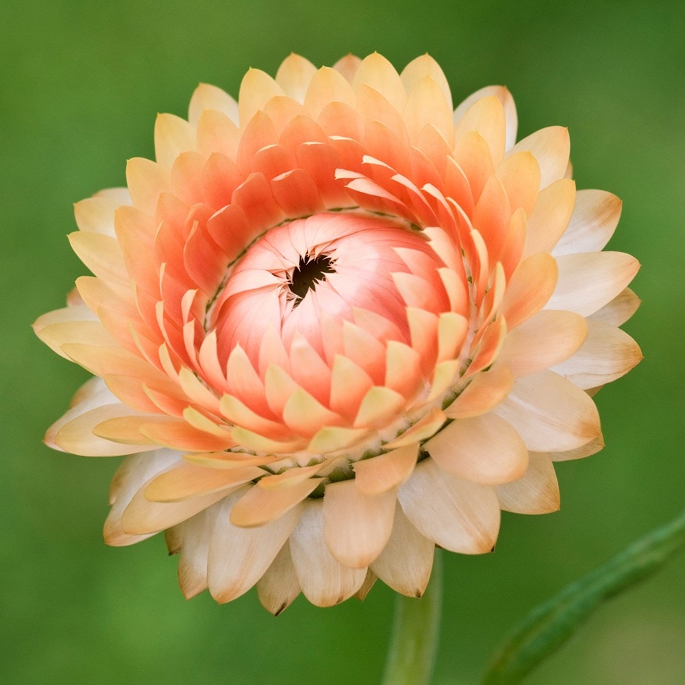 everlasting strawflower (syn. Xerochrysum bracteatum Salmon Rose)