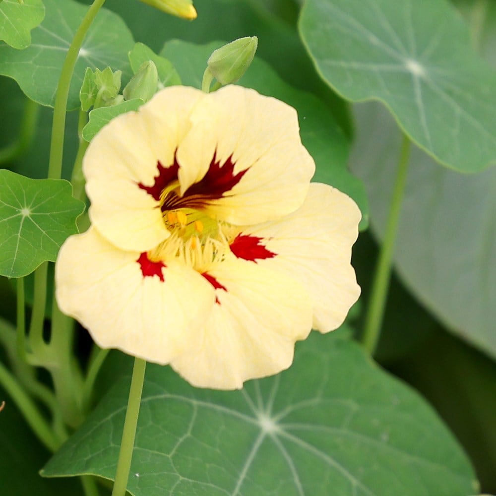 nasturtium