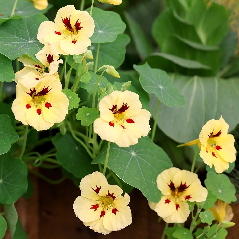 nasturtium - Tropaeolum majus 'Peach Melba'