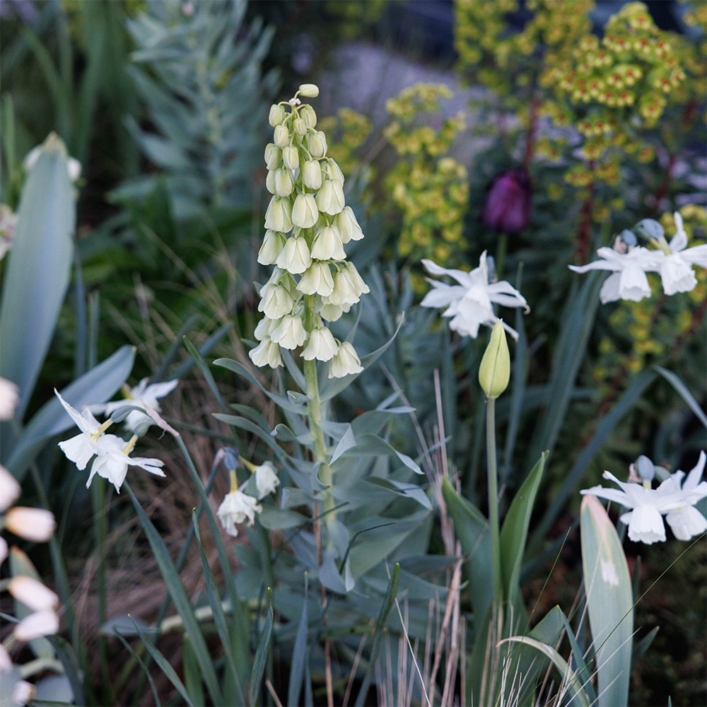 Lucy Willcox’s 5 months of spring bulbs bulb collection 11 varieties