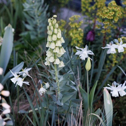 Lucy Willcox’s 5 months of spring bulbs bulb collection 11 varieties