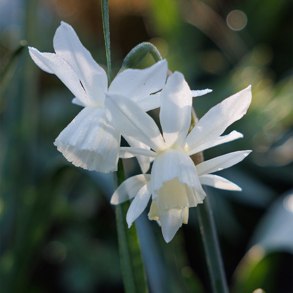 Lucy Willcox’s 5 months of spring bulbs bulb collection 11 varieties