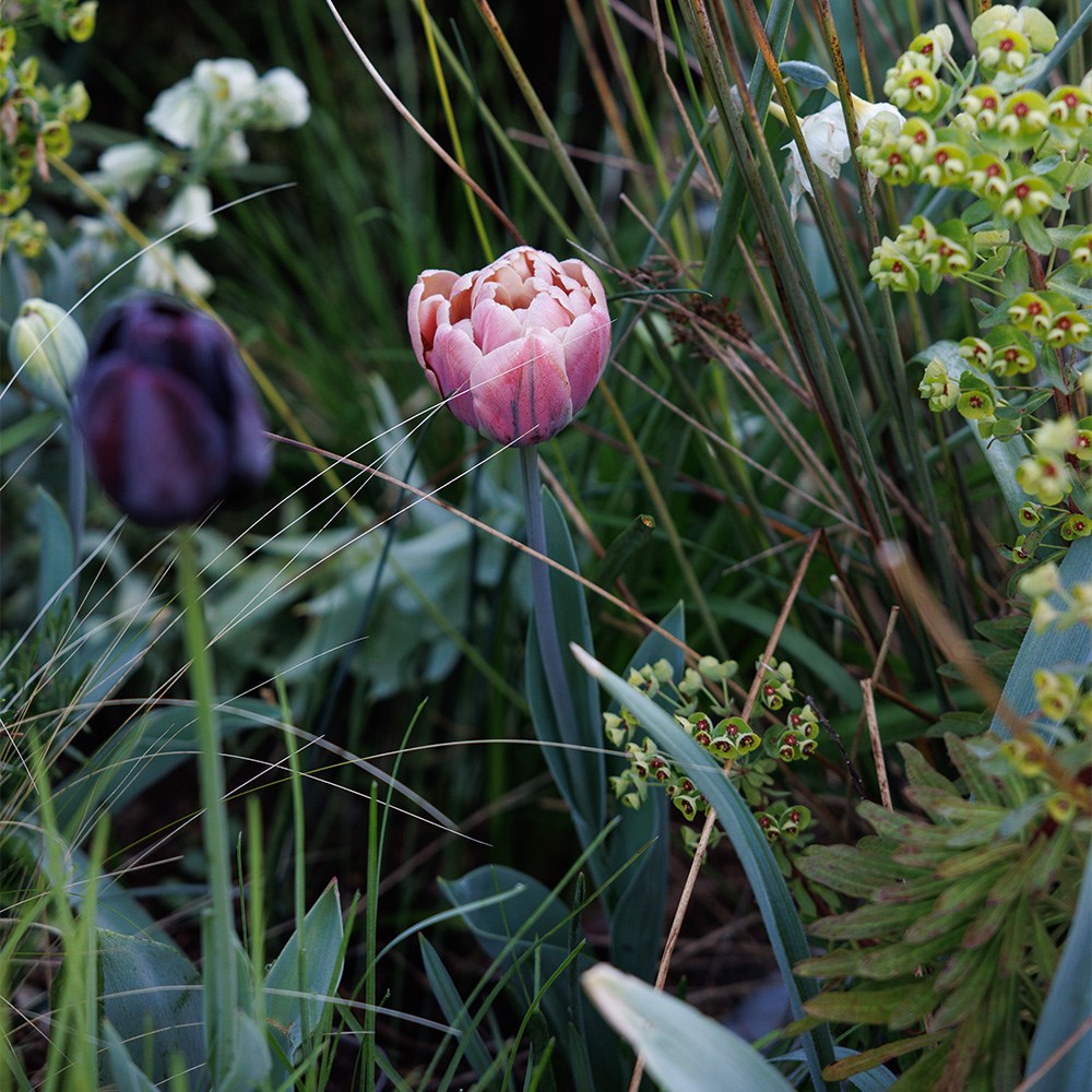 Lucy Willcox’s 5 months of spring bulbs bulb collection 11 varieties