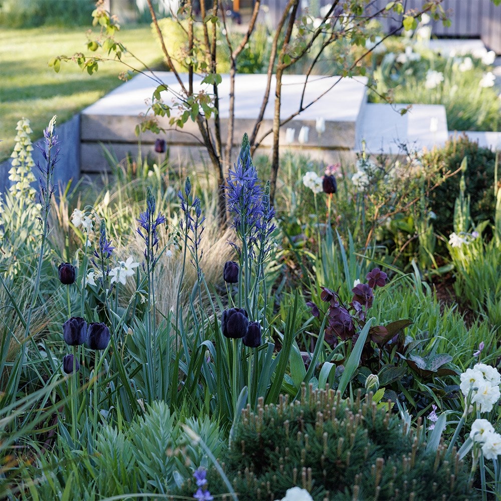 Lucy Willcox’s 5 months of spring bulbs bulb collection 11 varieties
