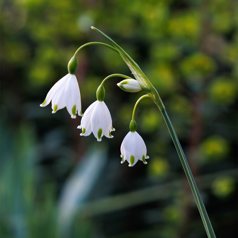 Lucy Willcox’s 5 months of spring bulbs bulb collection 11 varieties