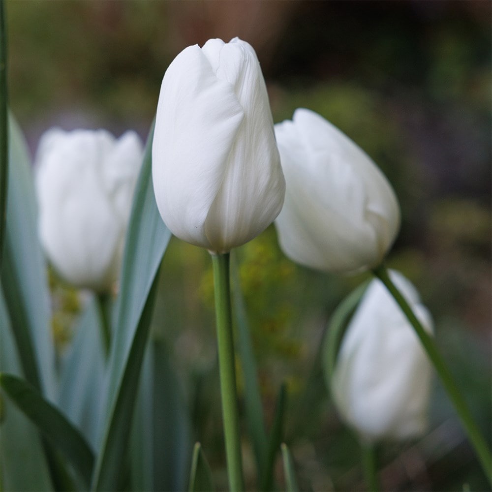 Lucy Willcox’s 5 months of spring bulbs bulb collection 11 varieties