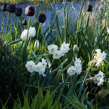 Lucy Willcox’s Spring border bulb collection