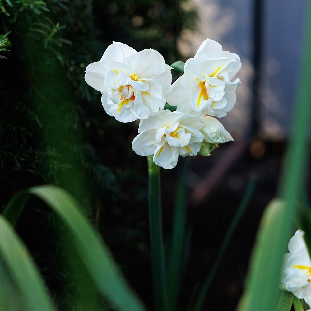 Lucy Willcox’s Spring border bulb collection