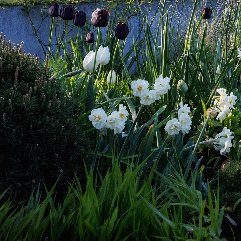 Lucy Willcox’s Spring border bulb collection