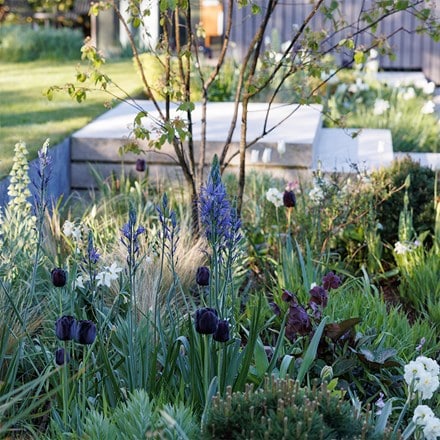 Lucy Willcox’s 5 months of spring bulbs bulb collection 5 varieties
