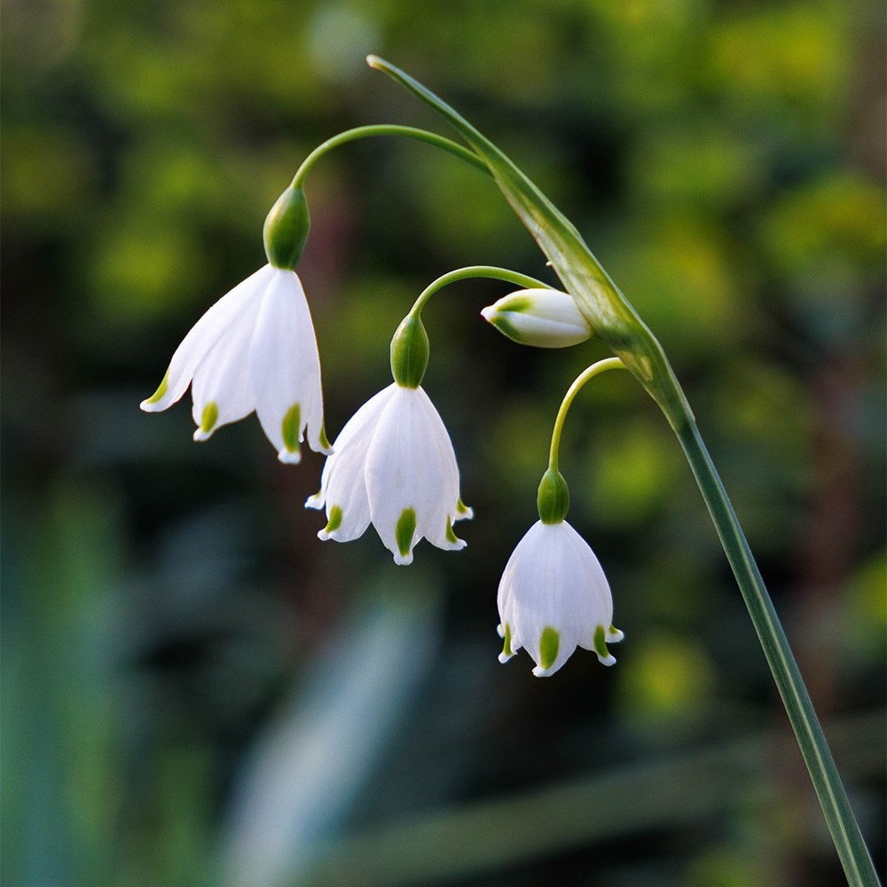 Lucy Willcox’s 5 months of spring bulbs bulb collection 5 varieties