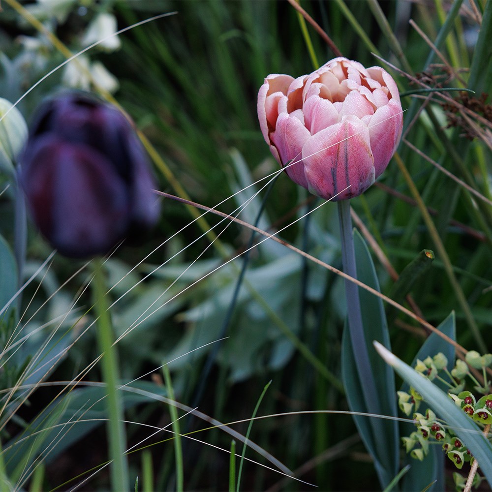 Lucy Willcox’s 5 months of spring bulbs bulb collection 5 varieties