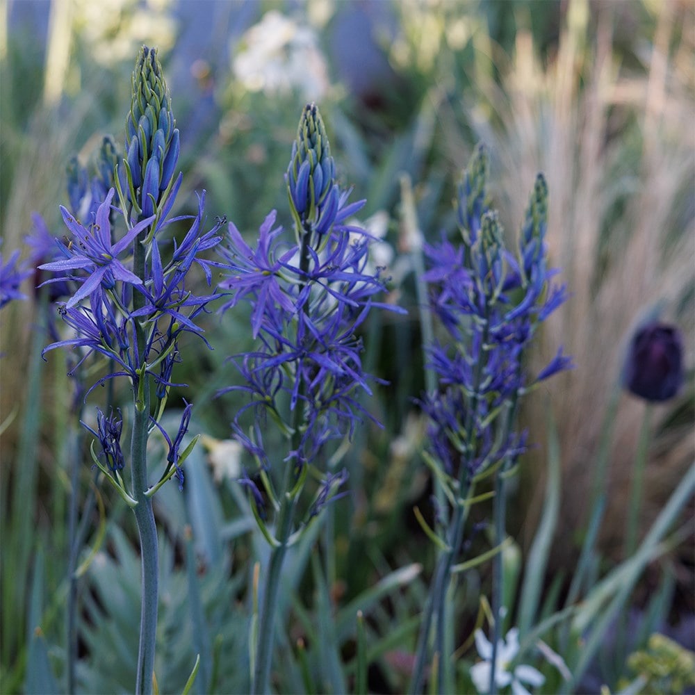 Lucy Willcox’s 5 months of spring bulbs bulb collection 5 varieties