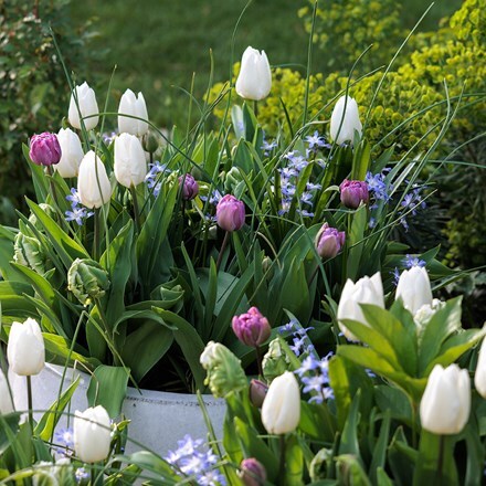 Lucy Wilcox's Got to have love bulb collection