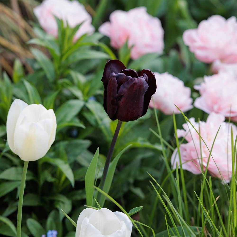 Lucy Wilcox's Contemporary pastel bulb collection