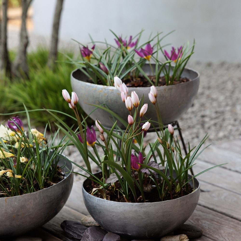 Lucy Willcox's misty mountains miniature bulb collection