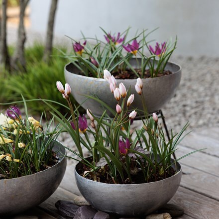 Lucy Wilcox's Misty mountains miniature bulb collection
