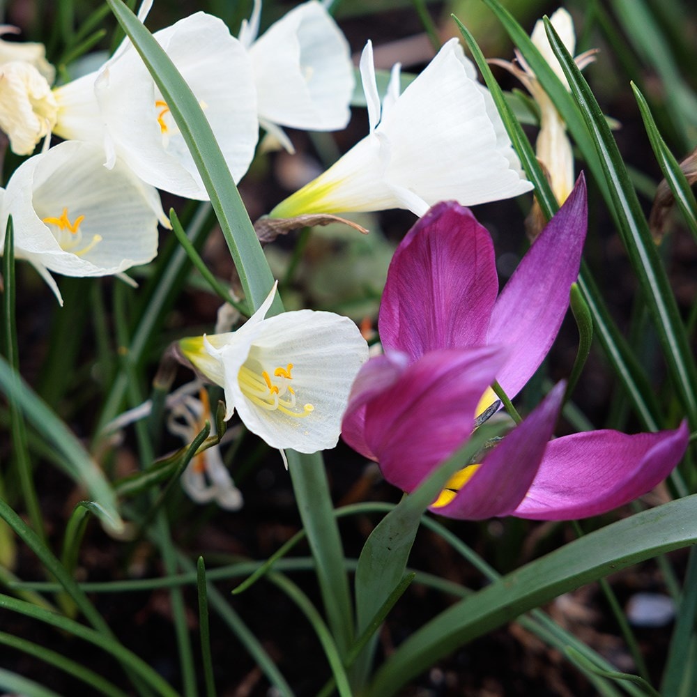 Lucy Willcox's misty mountains miniature bulb collection