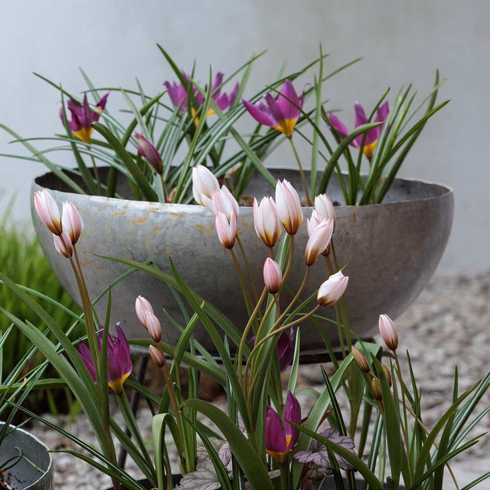 Lucy Willcox's misty mountains miniature bulb collection