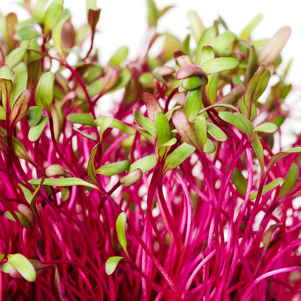 beetroot Bulls Blood or Beta vulgaris 'Bull's Blood' / beet leaves