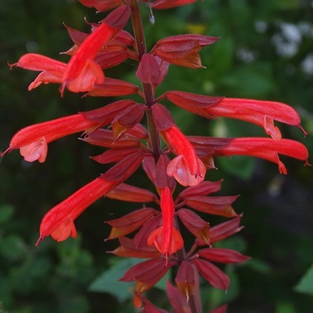 Salvia Tropicolour Carmine ('Troprd24') (Tropicolour Series)