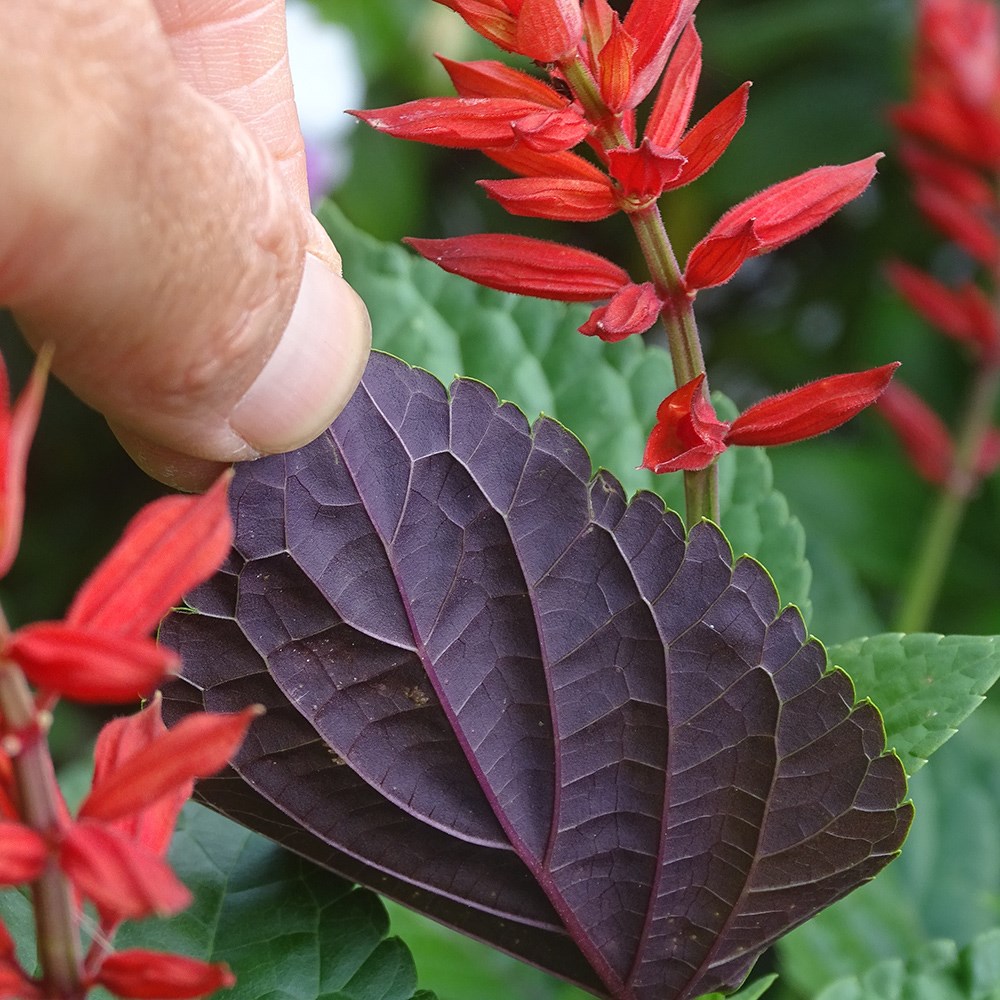 <i>Salvia</i> <b class=small-caps>Tropicolour Carmine</b> ('Troprd24') (PBR) (Tropicolour Series)