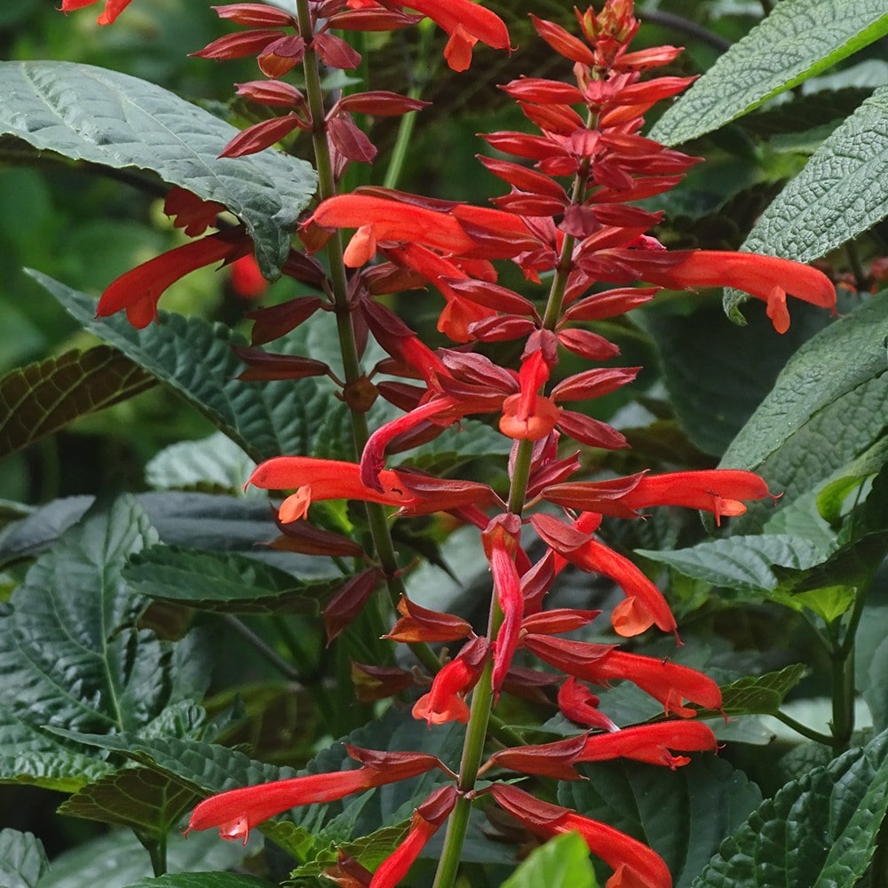<i>Salvia</i> <b class=small-caps>Tropicolour Carmine</b> ('Troprd24') (PBR) (Tropicolour Series)