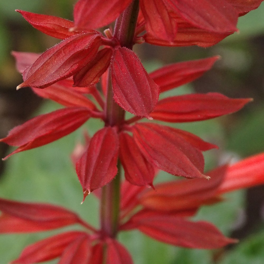 <i>Salvia</i> <b class=small-caps>Tropicolour Carmine</b> ('Troprd24') (PBR) (Tropicolour Series)