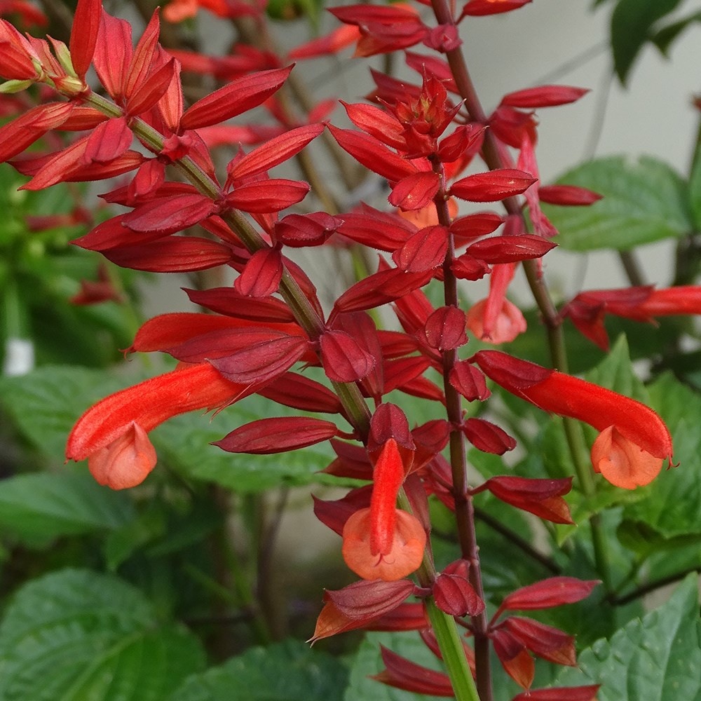<i>Salvia</i> <b class=small-caps>Tropicolour Carmine</b> ('Troprd24') (PBR) (Tropicolour Series)