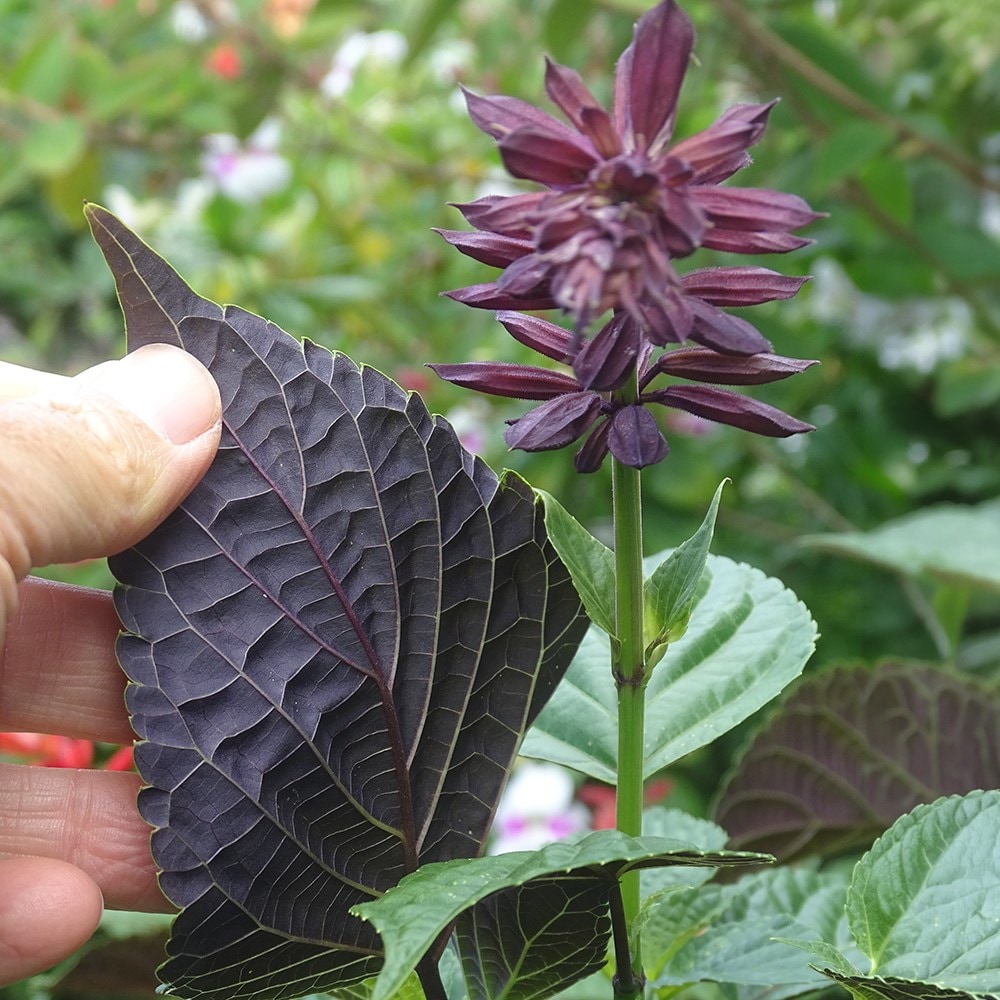 Product options image