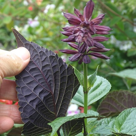 Salvia Tropicolour Claret ('Tropdwn24') (Tropicolour Series)