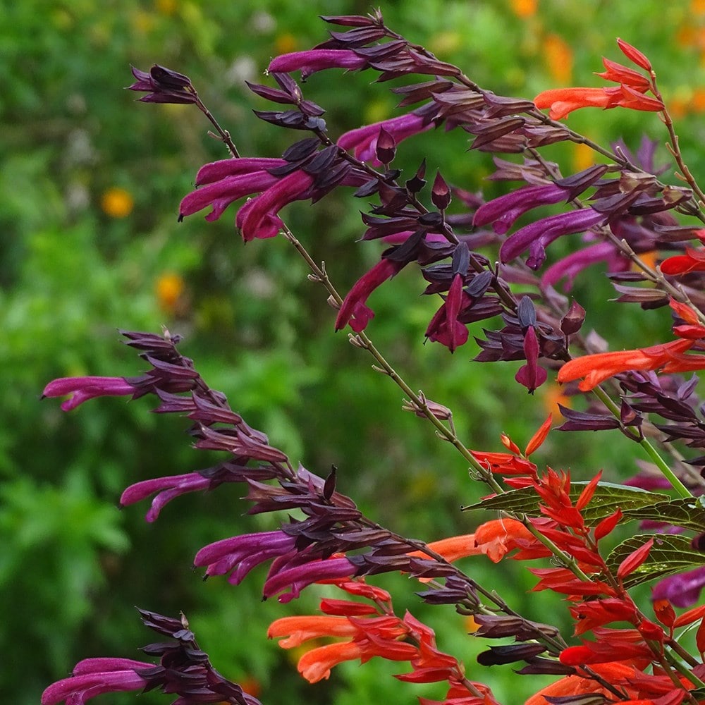 <i>Salvia</i> <b class=small-caps>Tropicolour Claret</b> ('Tropdwn24') (PBR) (Tropicolour Series)
