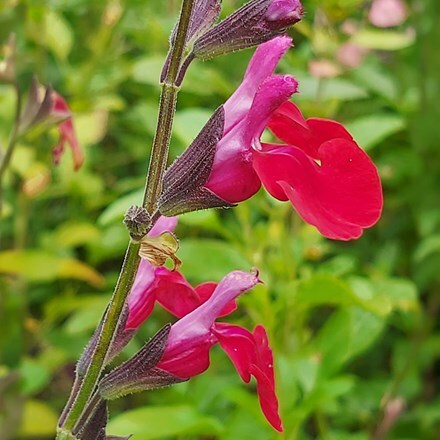 Salvia Pink Velvet