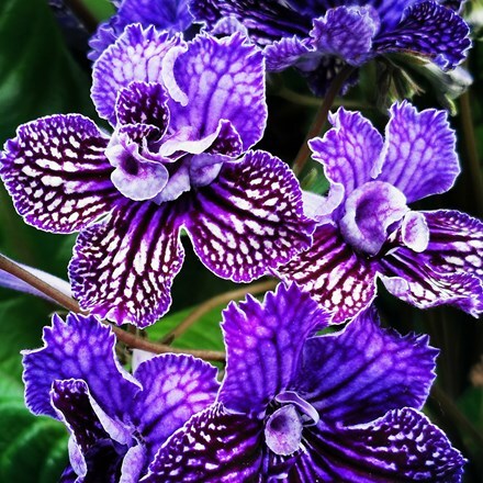 Streptocarpus Sirius