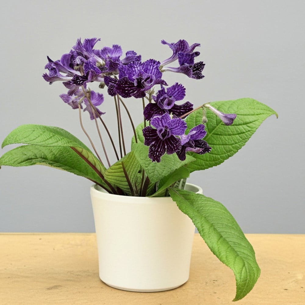 cape primrose