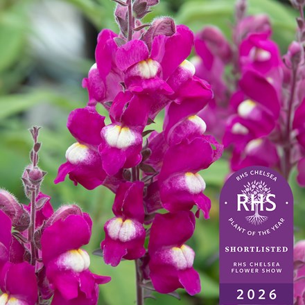 Antirrhinum Shiryu Kiss