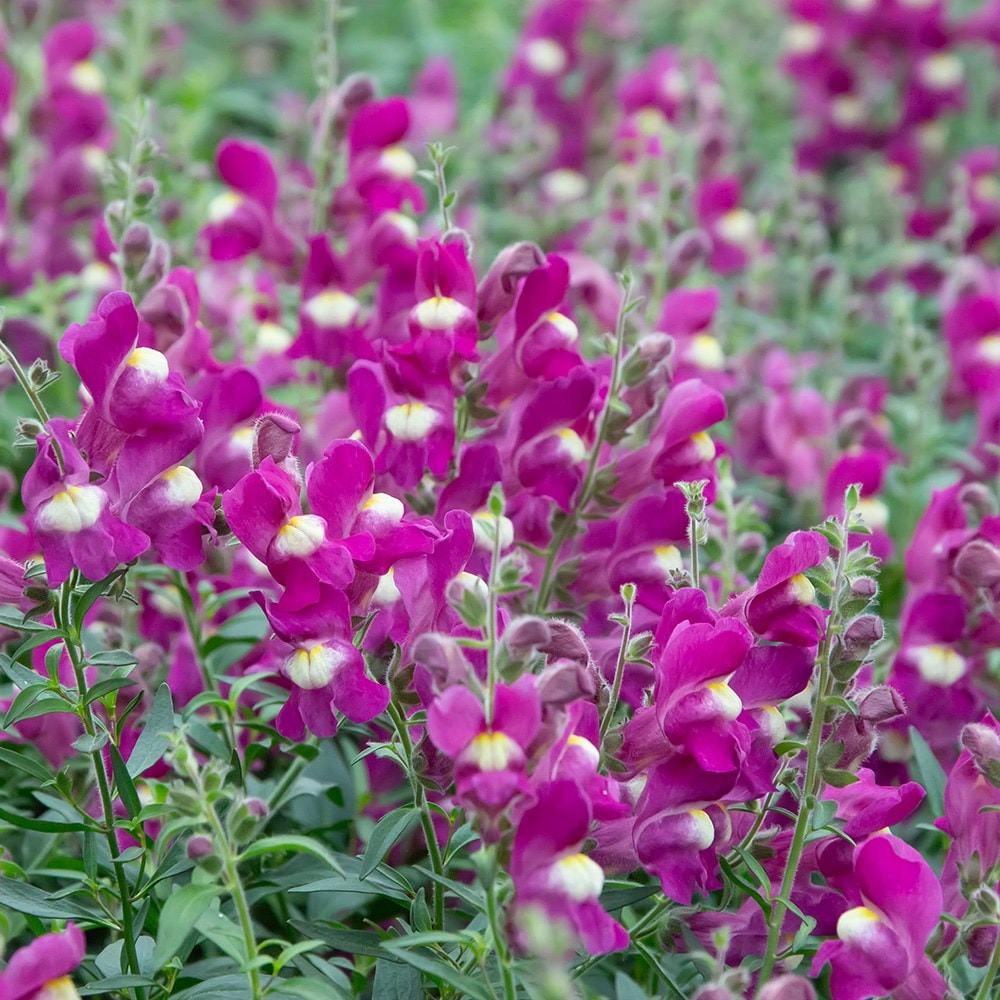 <i>Antirrhinum</i> 'Shiryu Kiss'