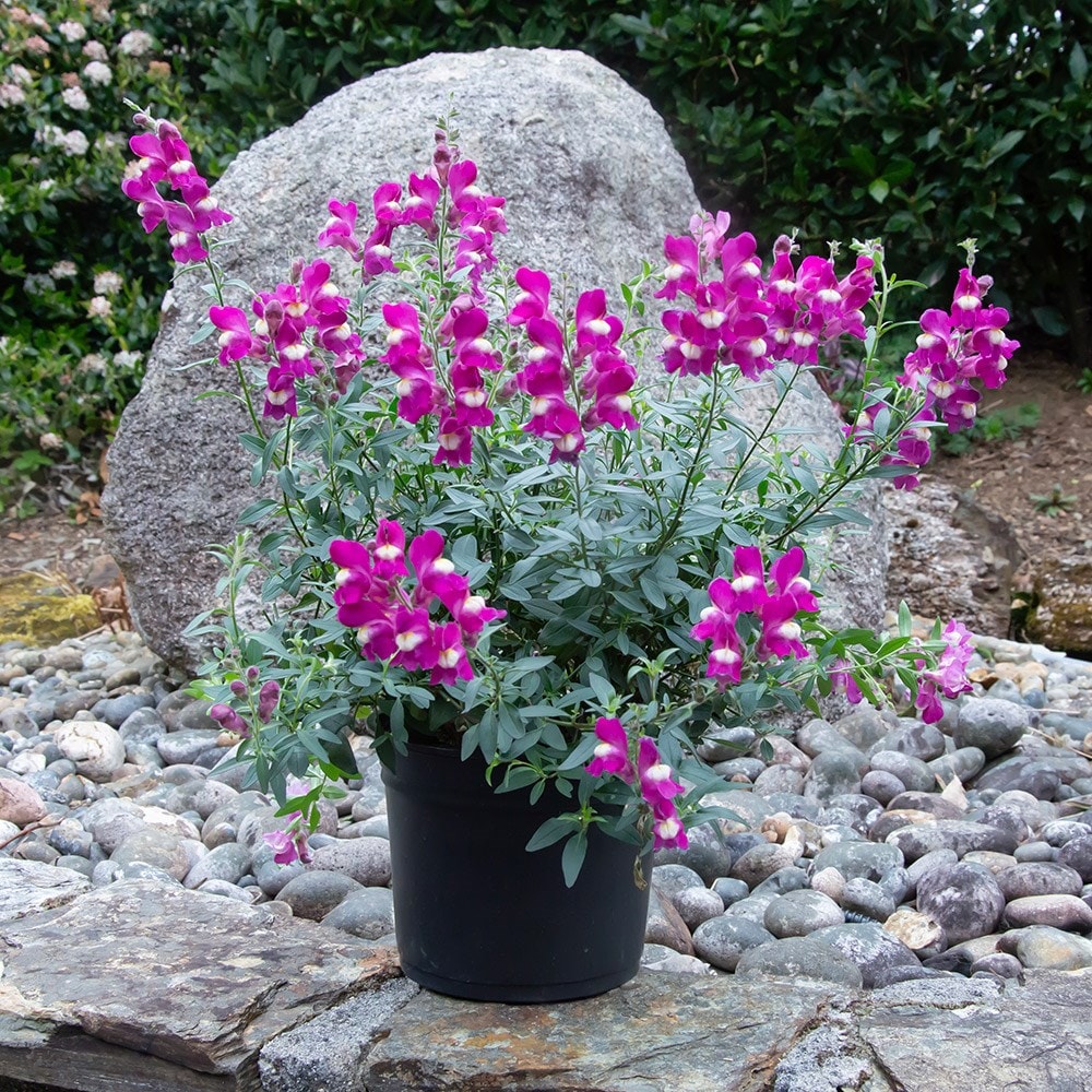 <i>Antirrhinum</i> 'Shiryu Kiss'