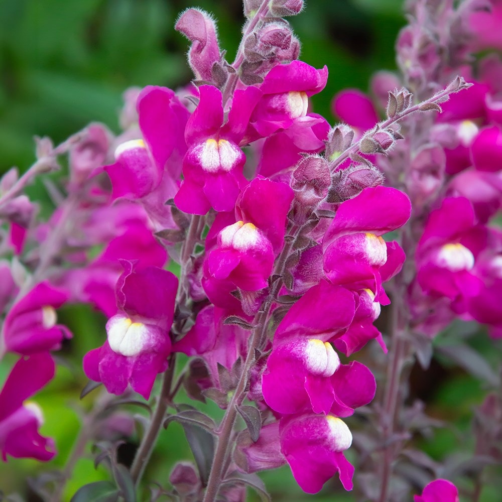 <i>Antirrhinum</i> 'Shiryu Kiss'