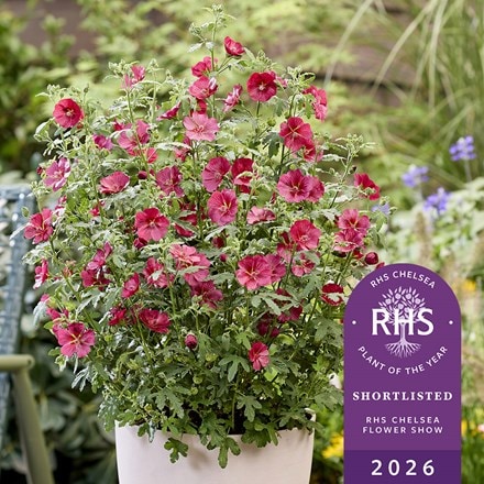 Anisodontea Carnival Lights® Candy Apple ('IB201-7')
