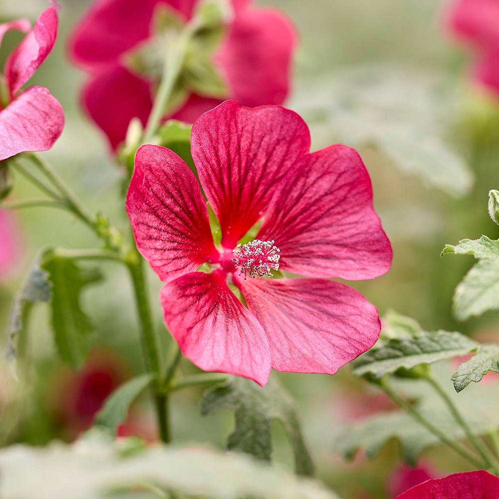 <i>Anisodontea</i> <b class=small-caps>Carnival Lights® Candy Apple</b> ('IB201-7')