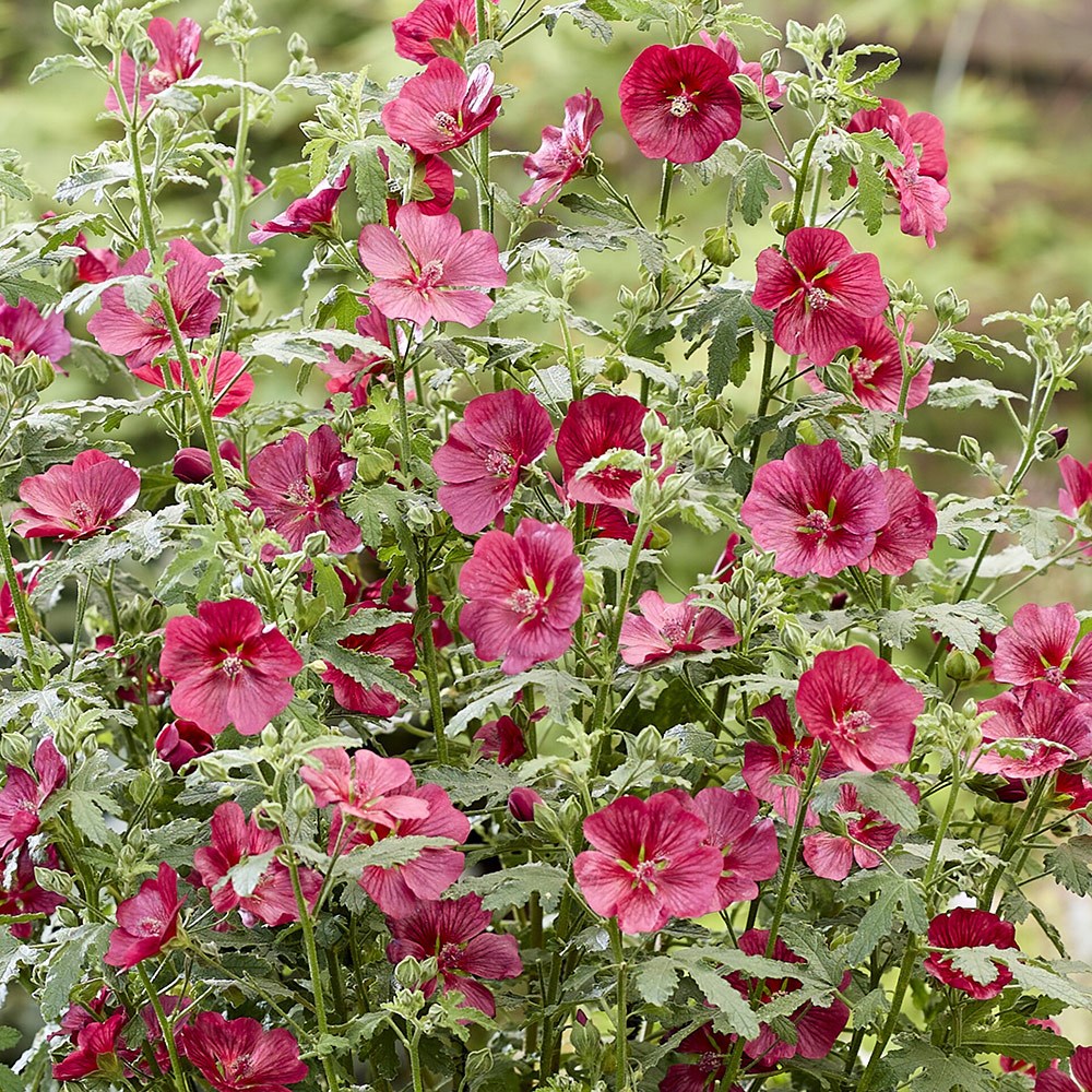 <i>Anisodontea</i> <b class=small-caps>Carnival Lights® Candy Apple</b> ('IB201-7')