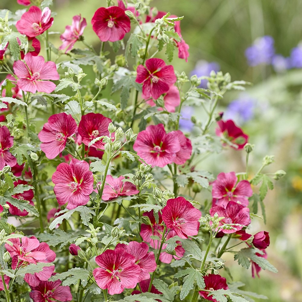 <i>Anisodontea</i> <b class=small-caps>Carnival Lights® Candy Apple</b> ('IB201-7')