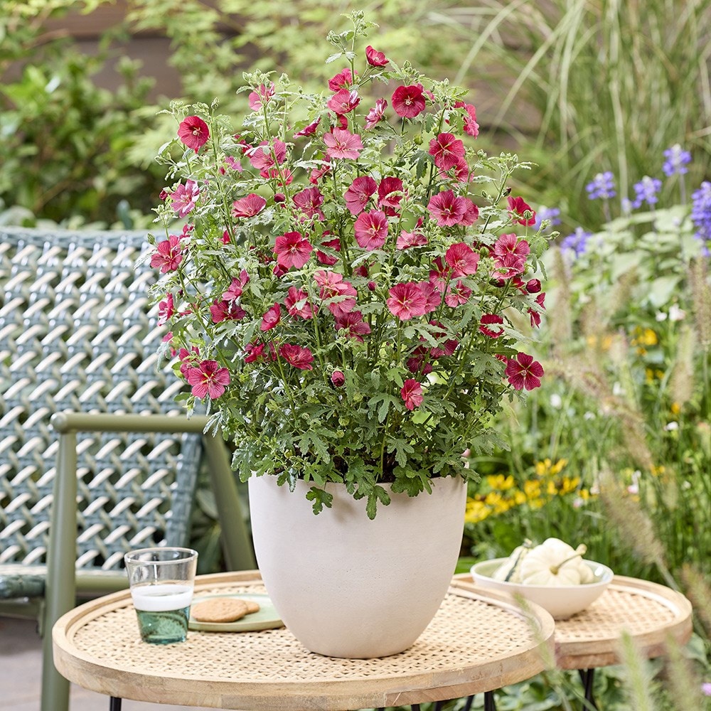 <i>Anisodontea</i> <b class=small-caps>Carnival Lights® Candy Apple</b> ('IB201-7')