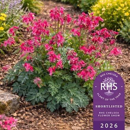 Dicentra Passion Hearts (PBR)