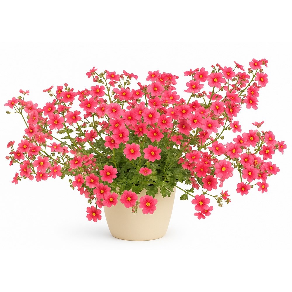 <i>Jamesbrittenia</i> 'Jammin’ Coral'